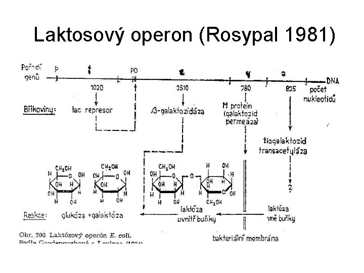 Laktosový operon (Rosypal 1981) 