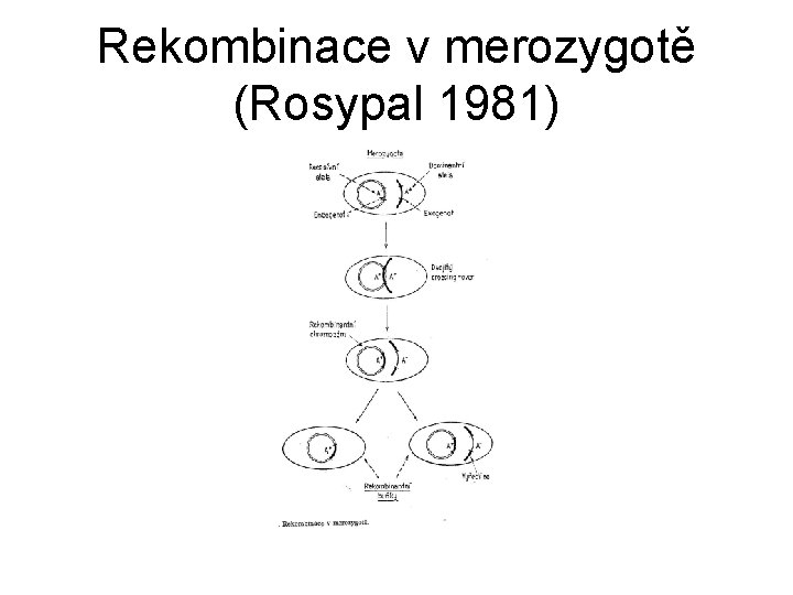 Rekombinace v merozygotě (Rosypal 1981) 