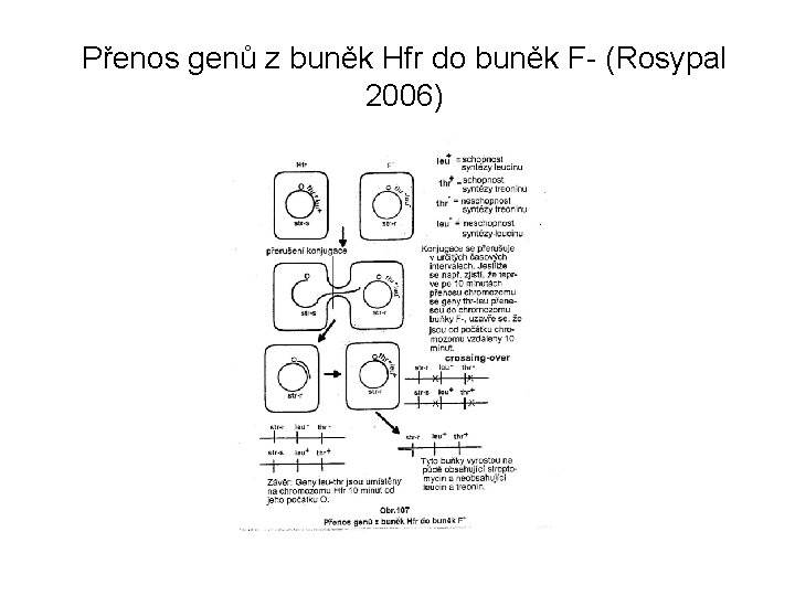 Přenos genů z buněk Hfr do buněk F- (Rosypal 2006) 
