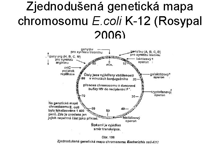 Zjednodušená genetická mapa chromosomu E. coli K-12 (Rosypal 2006) 