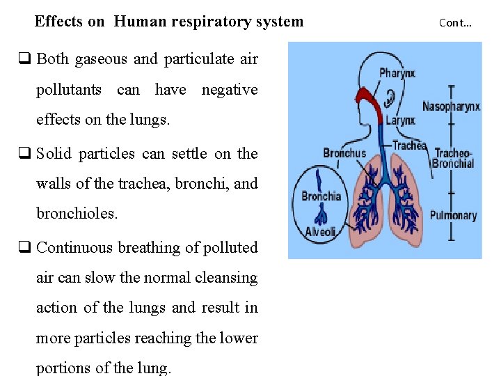 Effects on Human respiratory system q Both gaseous and particulate air pollutants can have