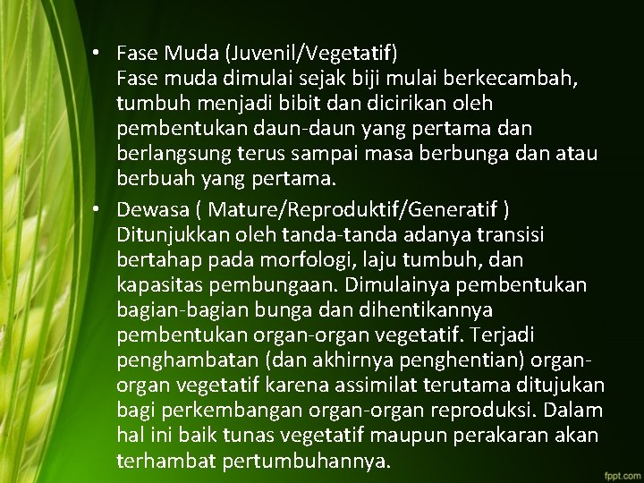  • Fase Muda (Juvenil/Vegetatif) Fase muda dimulai sejak biji mulai berkecambah, tumbuh menjadi