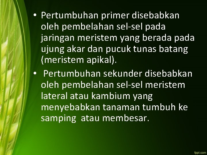  • Pertumbuhan primer disebabkan oleh pembelahan sel-sel pada jaringan meristem yang berada pada