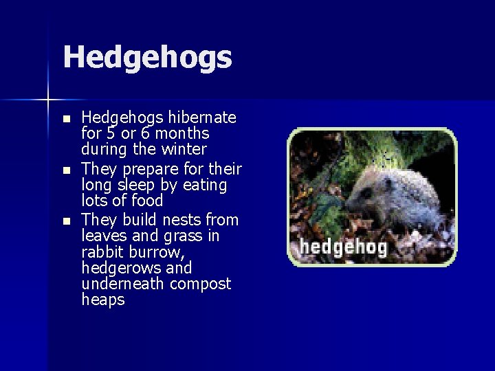 Hedgehogs n n n Hedgehogs hibernate for 5 or 6 months during the winter