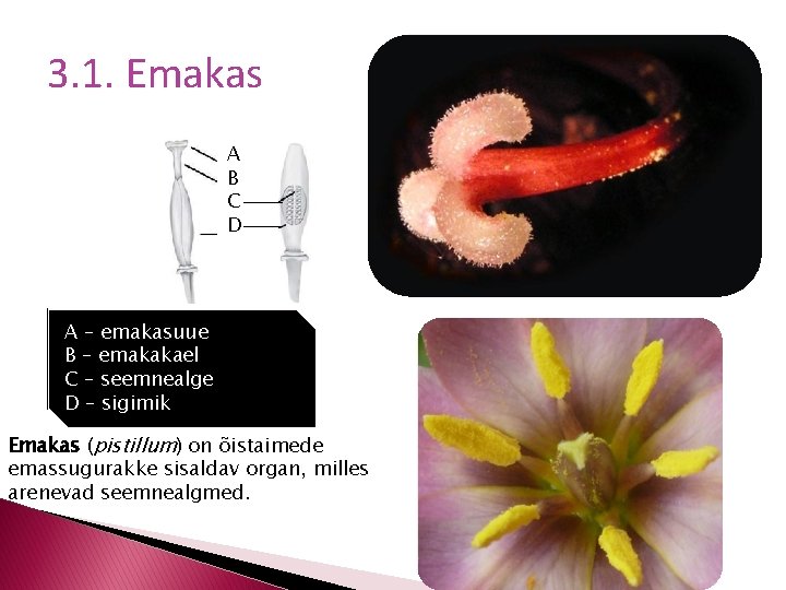 3. 1. Emakas A B C D A – emakasuue B – emakakael C
