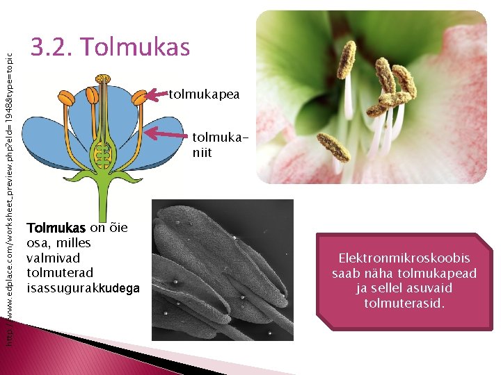 http: //www. edplace. com/worksheet_preview. php? e. Id=1948&type=topic 3. 2. Tolmukas tolmukapea tolmukaniit Tolmukas on
