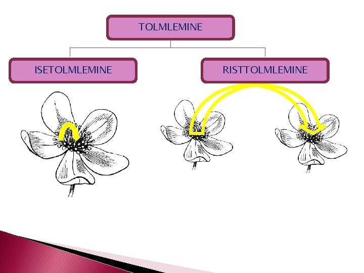 TOLMLEMINE ISETOLMLEMINE RISTTOLMLEMINE 