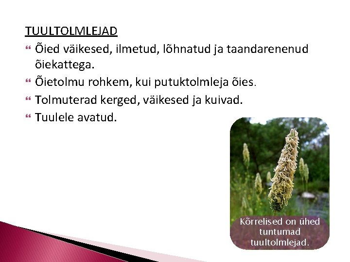 TUULTOLMLEJAD Õied väikesed, ilmetud, lõhnatud ja taandarenenud õiekattega. Õietolmu rohkem, kui putuktolmleja õies. Tolmuterad