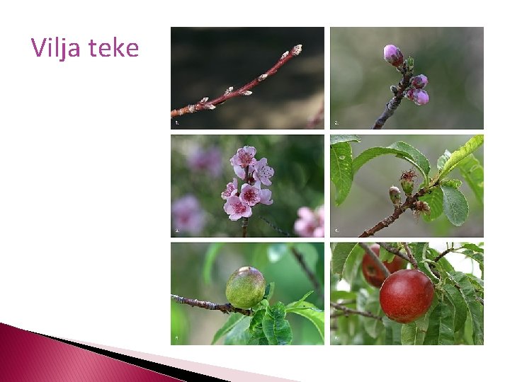 Vilja teke 