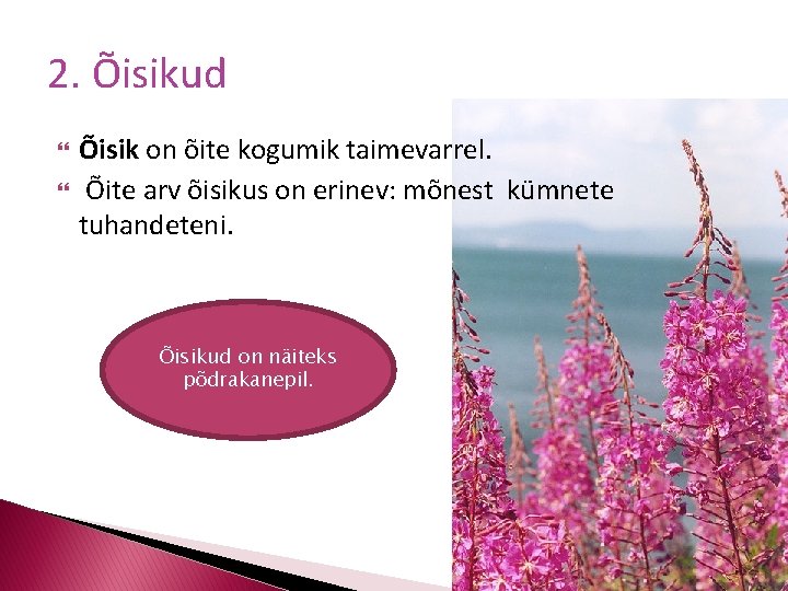 2. Õisikud Õisik on õite kogumik taimevarrel. Õite arv õisikus on erinev: mõnest kümnete