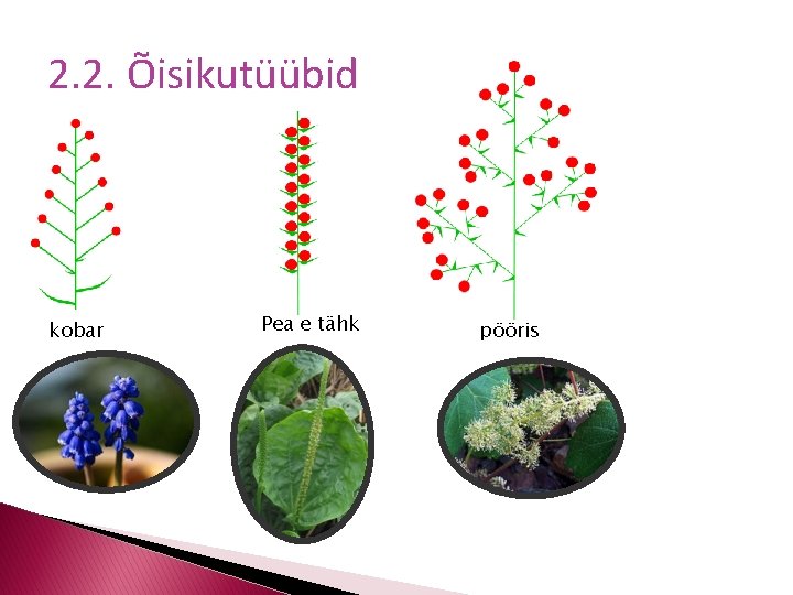 2. 2. Õisikutüübid kobar Pea e tähk pööris 