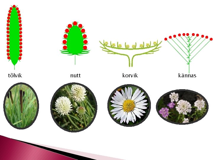 tõlvik nutt korvik kännas 
