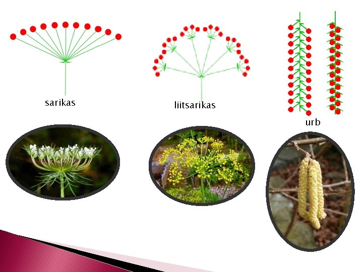 sarikas liitsarikas urb 