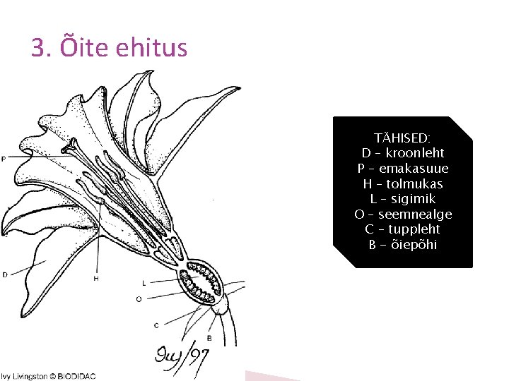 3. Õite ehitus TÄHISED: D – kroonleht P – emakasuue H – tolmukas L