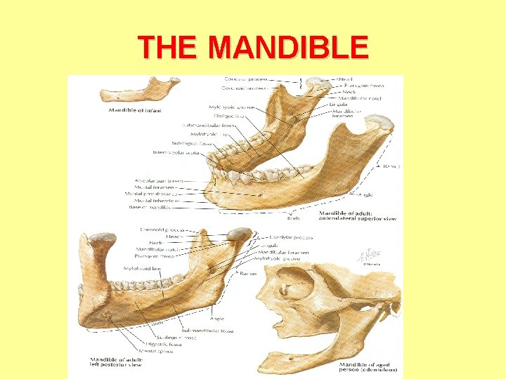 THE MANDIBLE THE MANDIBLE