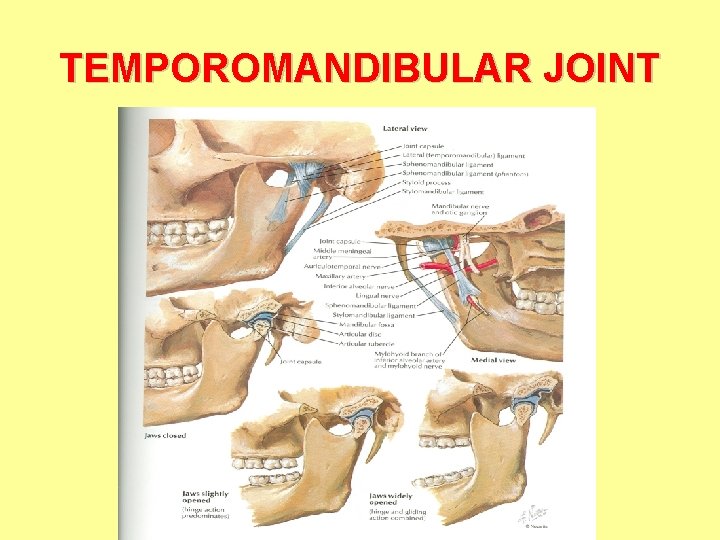 TEMPOROMANDIBULAR JOINT TEMPOROMANDIBULAR JOINT