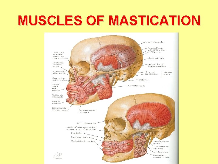 MUSCLES OF MASTICATION MUSCLES OF MASTICATION