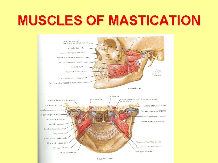 MUSCLES OF MASTICATION MUSCLES OF MASTICATION