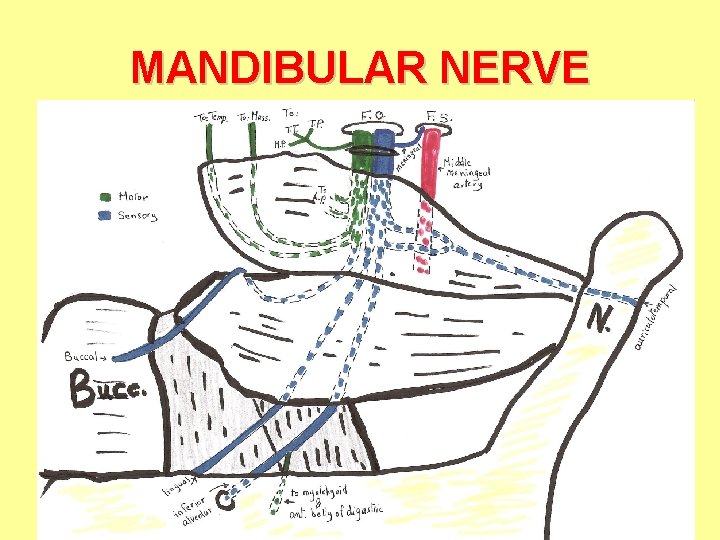 MANDIBULAR NERVE MANDIBULAR NERVE