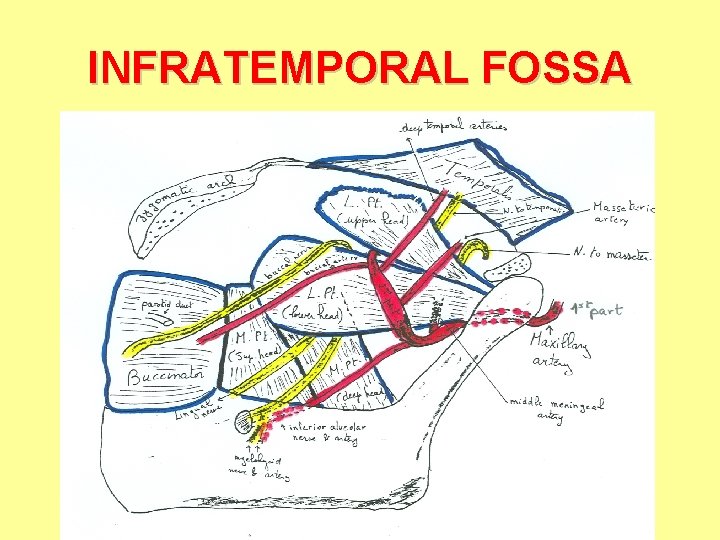 INFRATEMPORAL FOSSA 