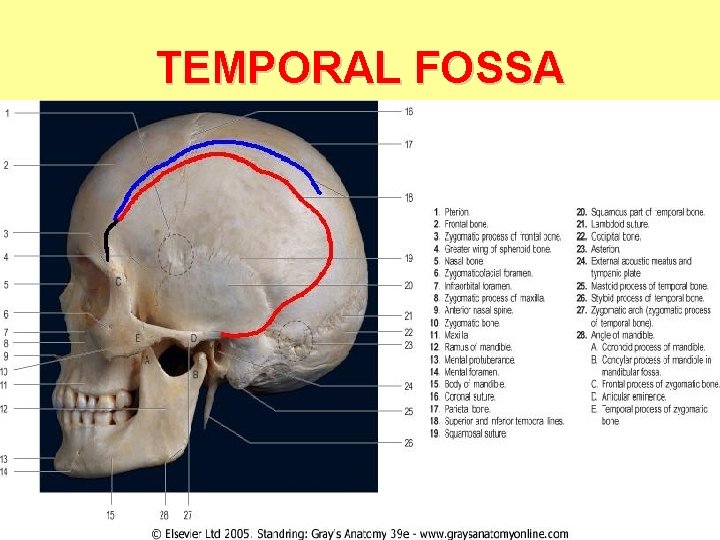 TEMPORAL FOSSA TEMPORAL FOSSA