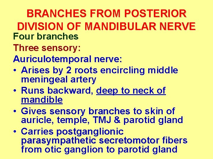 BRANCHES FROM POSTERIOR DIVISION OF MANDIBULAR NERVE Four branches Three sensory: Auriculotemporal nerve: • BRANCHES FROM POSTERIOR DIVISION OF MANDIBULAR NERVE Four branches Three sensory: Auriculotemporal nerve: •