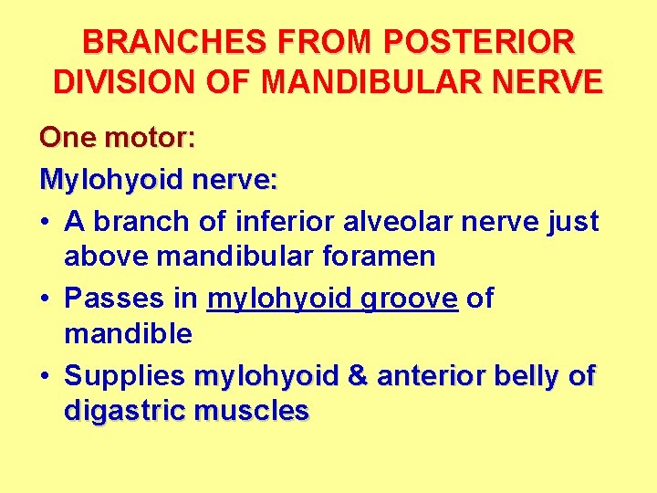 BRANCHES FROM POSTERIOR DIVISION OF MANDIBULAR NERVE One motor: Mylohyoid nerve: • A branch