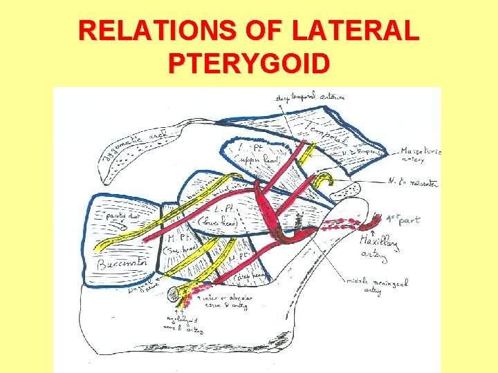RELATIONS OF LATERAL PTERYGOID 