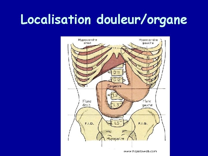 Localisation douleur/organe 