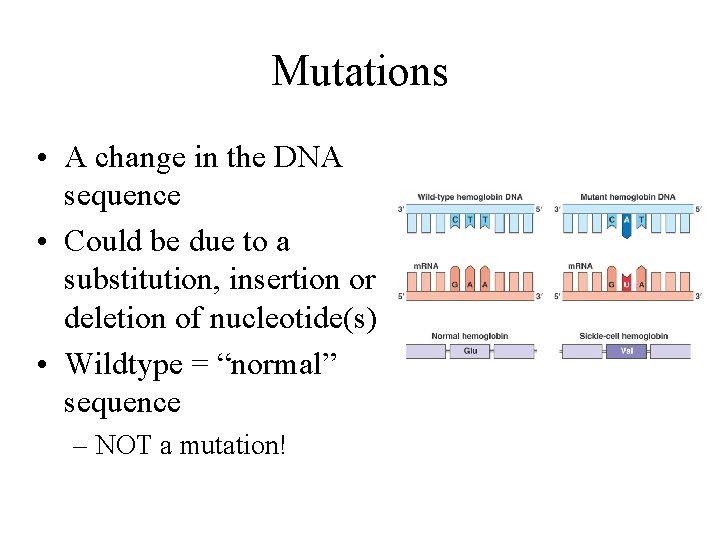 Mutations • A change in the DNA sequence • Could be due to a