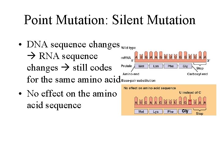Point Mutation: Silent Mutation • DNA sequence changes RNA sequence changes still codes for