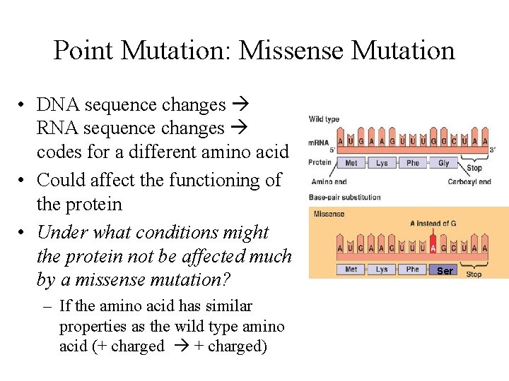 Point Mutation: Missense Mutation • DNA sequence changes RNA sequence changes codes for a
