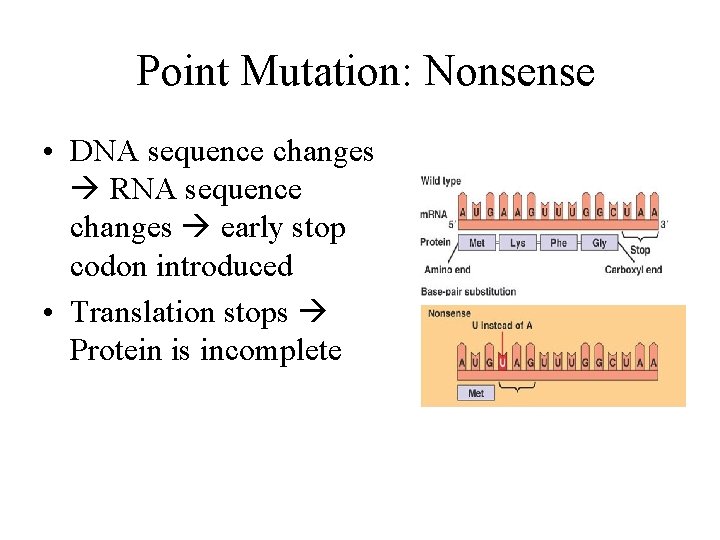 Point Mutation: Nonsense • DNA sequence changes RNA sequence changes early stop codon introduced