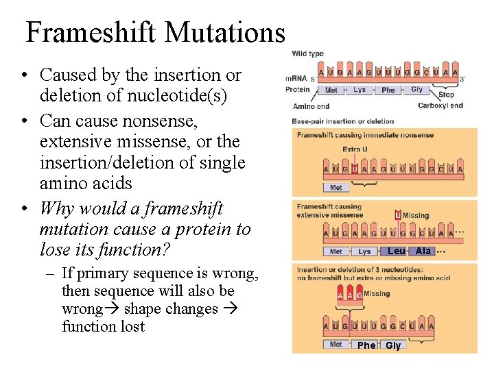 Frameshift Mutations • Caused by the insertion or deletion of nucleotide(s) • Can cause