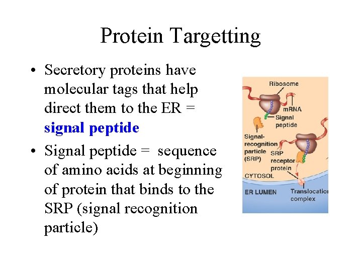 Protein Targetting • Secretory proteins have molecular tags that help direct them to the