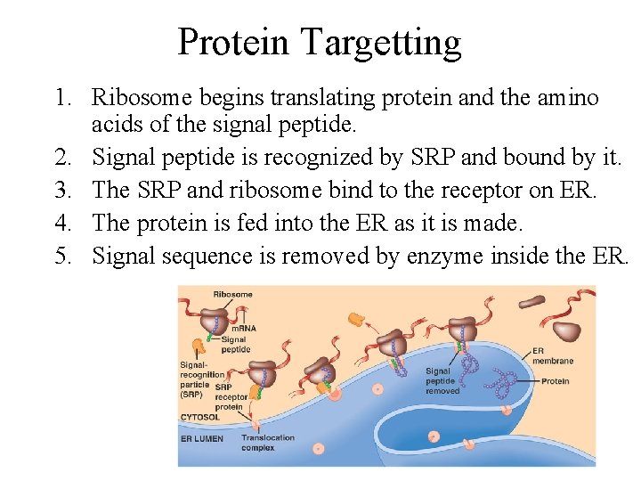 Protein Targetting 1. Ribosome begins translating protein and the amino acids of the signal