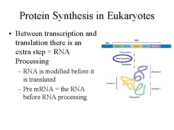 Protein Synthesis in Eukaryotes • Between transcription and translation there is an extra step