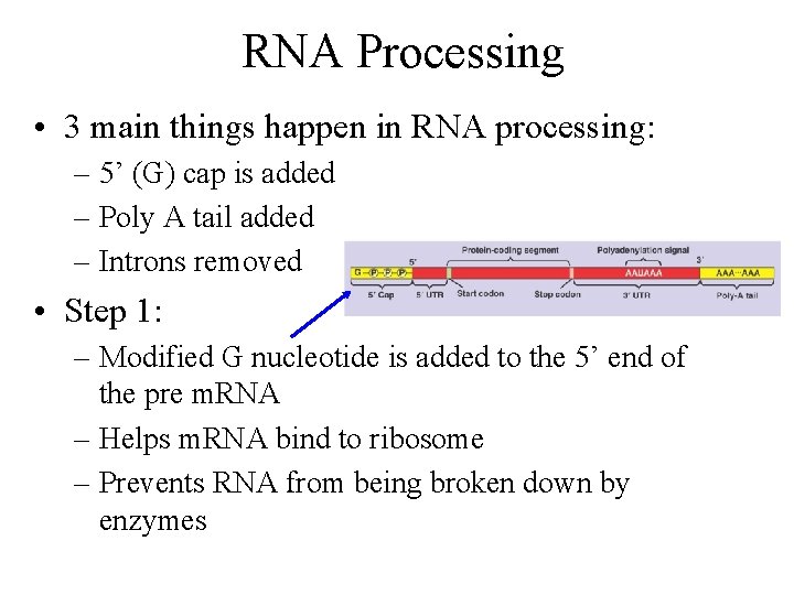 RNA Processing • 3 main things happen in RNA processing: – 5’ (G) cap