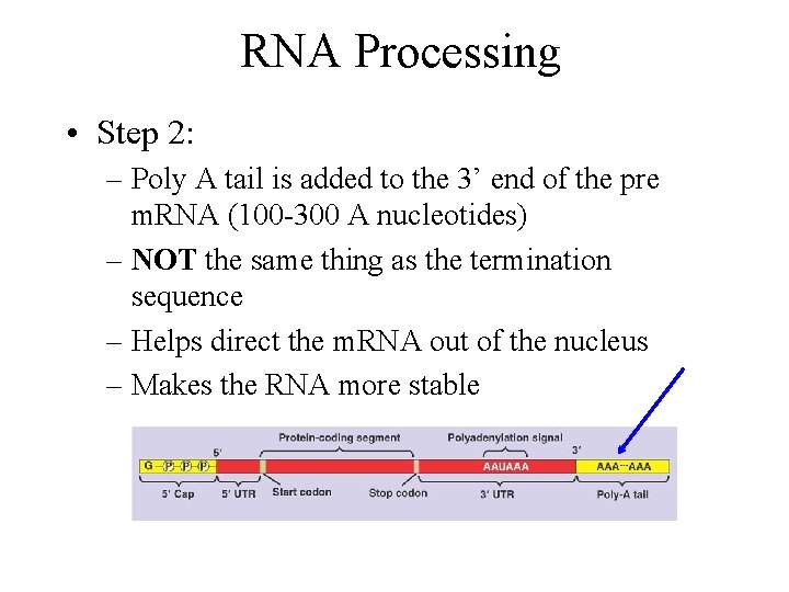 RNA Processing • Step 2: – Poly A tail is added to the 3’