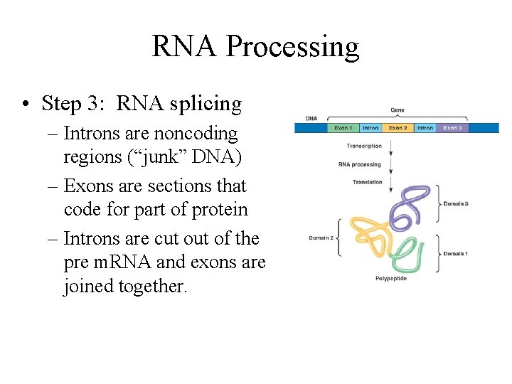 RNA Processing • Step 3: RNA splicing – Introns are noncoding regions (“junk” DNA)