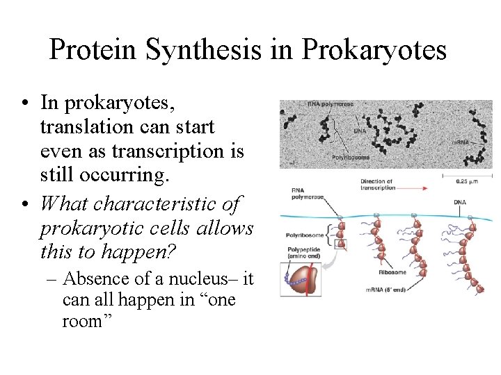 Protein Synthesis in Prokaryotes • In prokaryotes, translation can start even as transcription is