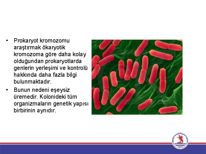 • Prokaryot kromozomu araştırmak ökaryotik kromozoma göre daha kolay olduğundan prokaryotlarda genlerin yerleşimi
