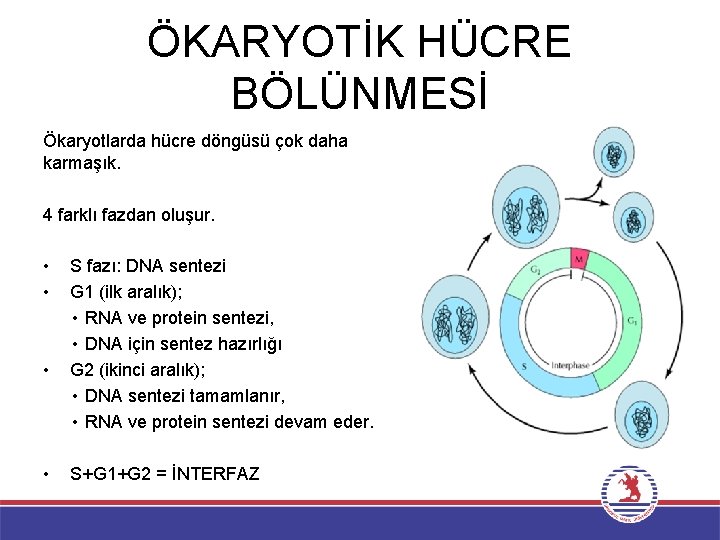 ÖKARYOTİK HÜCRE BÖLÜNMESİ Ökaryotlarda hücre döngüsü çok daha karmaşık. 4 farklı fazdan oluşur. •