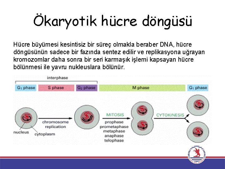 Ökaryotik hücre döngüsü Hücre büyümesi kesintisiz bir süreç olmakla beraber DNA, hücre döngüsünün sadece