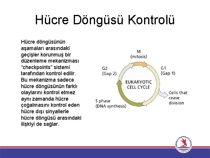 Hücre Döngüsü Kontrolü Hücre döngüsünün aşamaları arasındaki geçişler korunmuş bir düzenleme mekanizması “checkpoints” sistemi