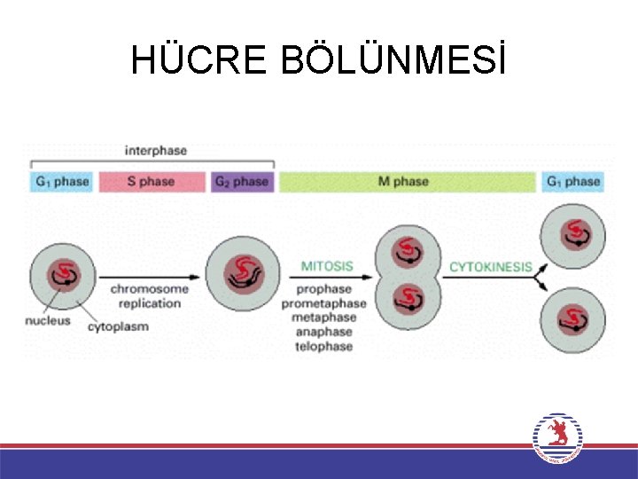 HÜCRE BÖLÜNMESİ 