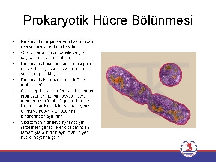Prokaryotik Hücre Bölünmesi • • • Prokaryotlar organizazyon bakımından ökaryotlara göre daha basittir. Ökaryotlar