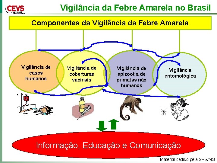 Vigilância da Febre Amarela no Brasil Componentes da Vigilância da Febre Amarela Vigilância de