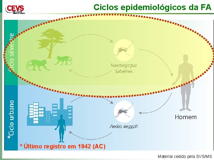 Ciclos epidemiológicos da FA * * Último registro em 1942 (AC) Material cedido pela