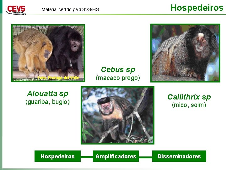 Hospedeiros Material cedido pela SVS/MS Cebus sp Foto: Rodrigo del Valle (macaco prego) Alouatta